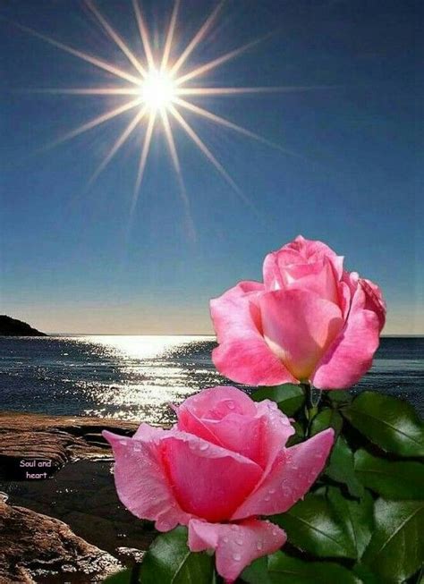 Pin By Mohmad On Nice Flowers Beautiful Roses Beautiful Rose Flowers