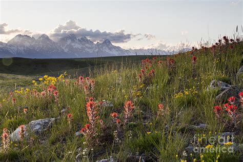 Wildflowers And Mountains Photograph By Mike Cavaroc