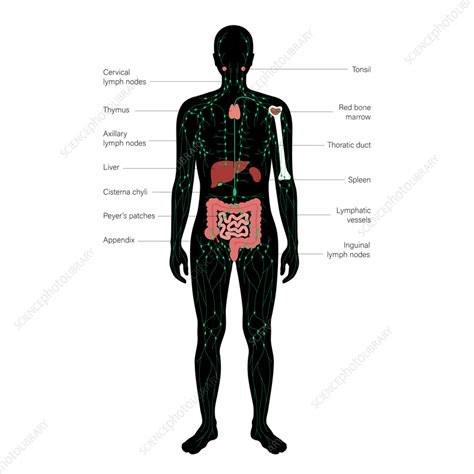 Lymphatic System Illustration Stock Image F0373517 Science