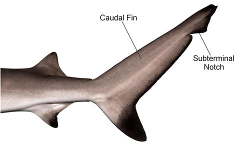 The Body Parts Of A Shark Explained In Detail Biology Wise