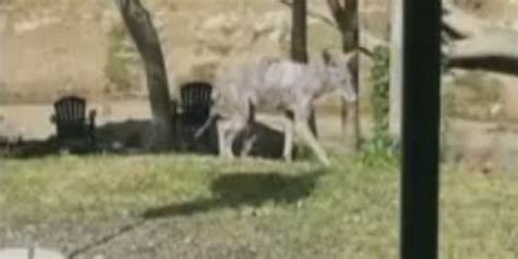 Texas Chupacabra Sightings Startle Houston Residents Huffpost