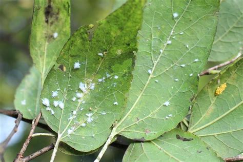 Sooty Mold Is Symptom Of Aphid Feeding What Grows There
