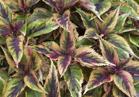 Colorful Coleus Plant Leaves With Natural Sunlight In The Tropical