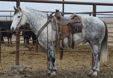 Big, Stout Finished Ranch Horse for Sale - For more information click