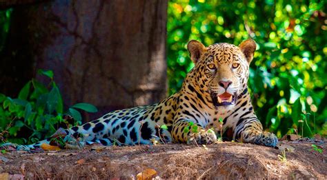 Discover Amazon Rainforest Animals Amazon Cruises