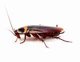 Uk Cockroach Control Images