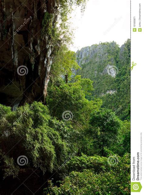 Cave Entrance And Forest In Niah National Park Stock Image