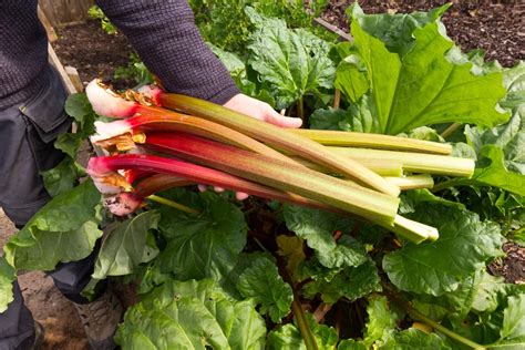 How To Grow Rhubarb The Perennial That Produces For Decades