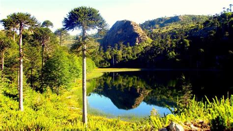 Reserva Ecológica Altos De Pemehue Región Del Bio Biochile Reserva