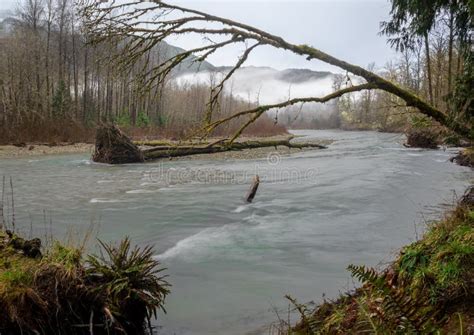 Meandering Skagit River Stock Image Image Of Winter 237511185