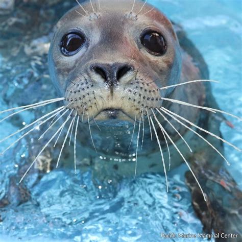 Feed A Rescued Marine Mammal Baby Sea Lion Marine Mammals Marine