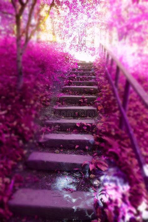 Pink Path Stock Photo Image Of Path Dreamland Dreamy 138383842