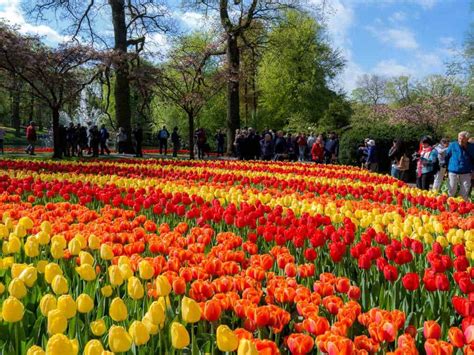 How To Visit Keukenhof Gardens Best Guide For The Tulip Season In Holland