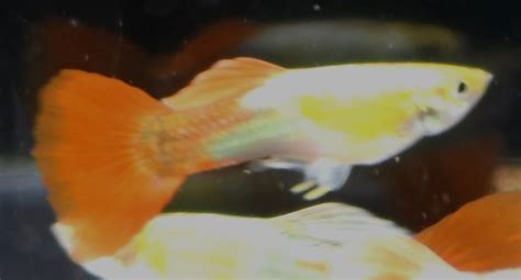 1 Pair Platinum Red Guppy Guppies Trins Tropical Fish