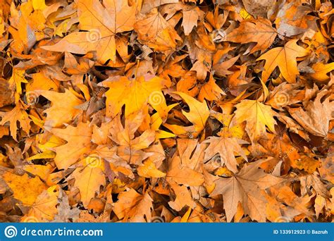 Dry Autumn Leaves Background Stock Image Image Of October Foliage 133912923
