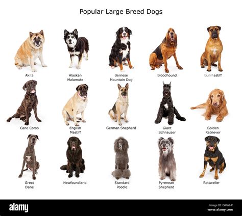 A Group Of Fifteen Common Large Breed Dogs Together Stock Photo Alamy