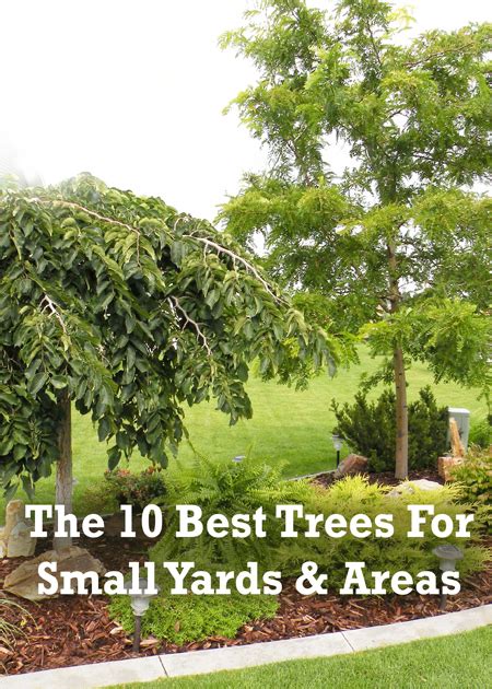 Trees with high wildlife and aesthetic value are but before i can do that, i am going to explain the trees i selected for the ecological backyard design i showed in november. Small backyard shade trees | Outdoor furniture Design and ...