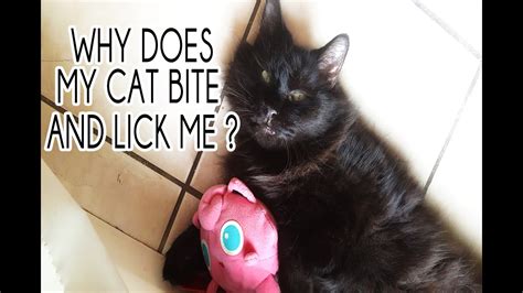 Cats have scent glands that secret pheromones all over their bodies, including. Why Does My Cat Bite and Lick Me ? PARODY - Funny Voice ...