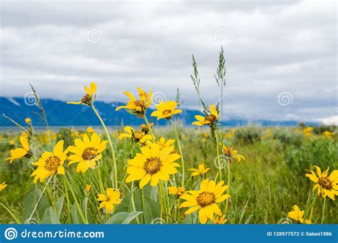 Mountain Landscape With Yellow Flowers On Foreground Cloudy Sky Over