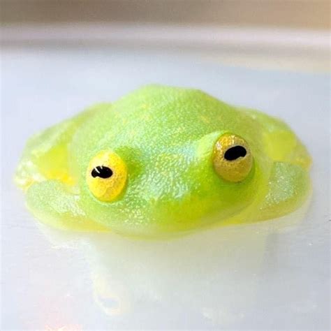 Glass Frog 🐸 In 2020 Glass Frog Frog Cute Frogs