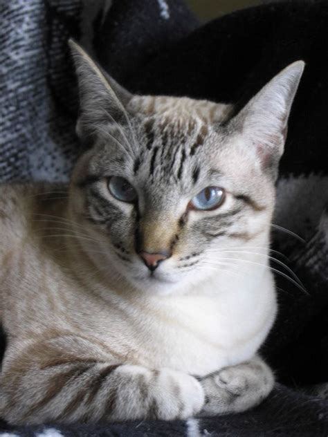 What Is A Lynx Point Siamese Cat Your Guide Blog Trib