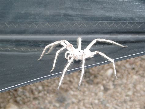 Real Monstrosities Dancing White Lady Spider