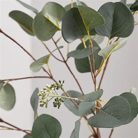 Silver dollar eucalyptus plant care. Silver Dollar Faux Eucalyptus Stem + Reviews | Crate and ...