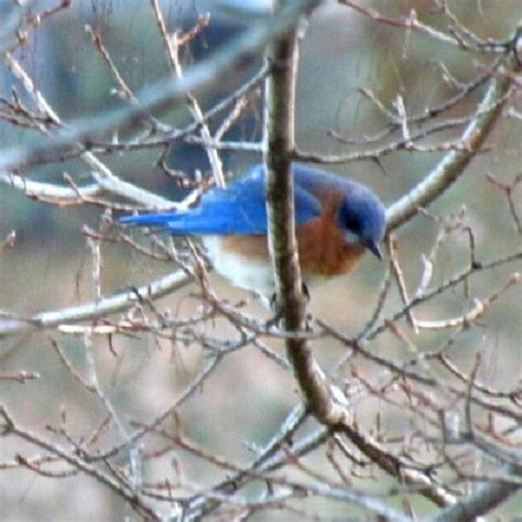 Bluebird In Indiana Blue Bird Animals Instagram Posts