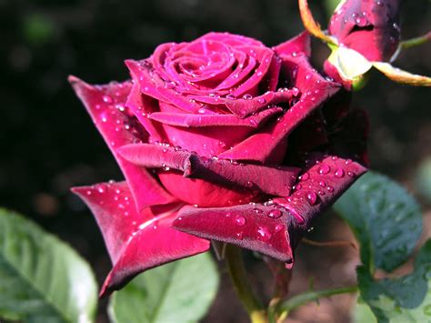 What are the most beautiful red flowers? Best Red Rose Desktop Wallpapers | Desktop Wallpaper ...