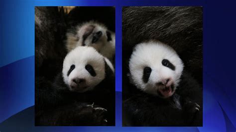 Pandamonium Toronto Zoo Panda Cubs Dazzling Us With Their Eyes