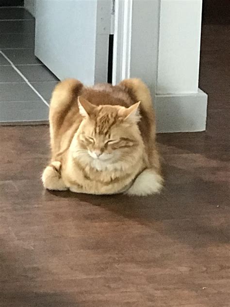 Cat Loaf Extra Plush Rcatloaf