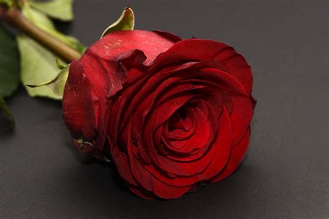 Rose Red Flower · Free Photo On Pixabay