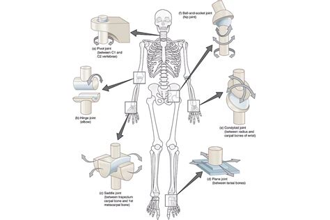 Muscles often attach to two different bones, so that when the muscle flexes. أنواع المفاصل الثلاثة في الجسم | البيولوجيا | المرام للعلوم