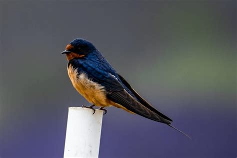 Birds of Sequim | B&B Family Lavender Farm | Sequim, WA