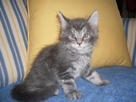 7 weeks old Maine Coon kittens for Sale in Wareham ...