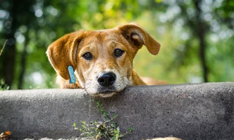 Algerieinfo.com , premier annuaire internet gratuit sur l'algérie et sa communauté établie à l'étranger, à votre service. Pétition : Arrêtons le massacre des chats et chiens en ...