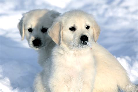 My husband and i are both retired, so we're with our dogs/puppies around the clock. English Golden Retriever Puppies | Sweet Cream Goldens