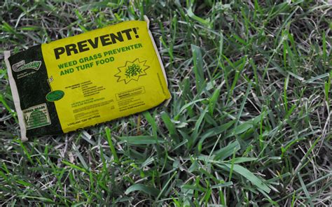 How To Prevent Crabgrass In Your Spring Yard Grass Pad