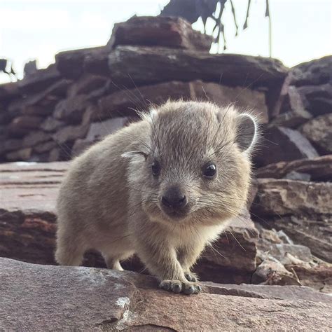 Baby Rock Hyrax I Met In Serengeti Aww