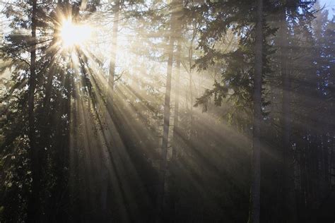 Sun Shining Through Morning Fog And Photograph By Craig Tuttle