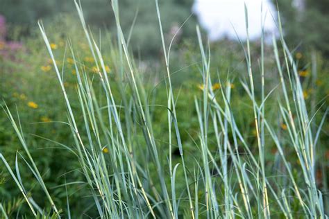 How To Grow And Care For Big Bluestem