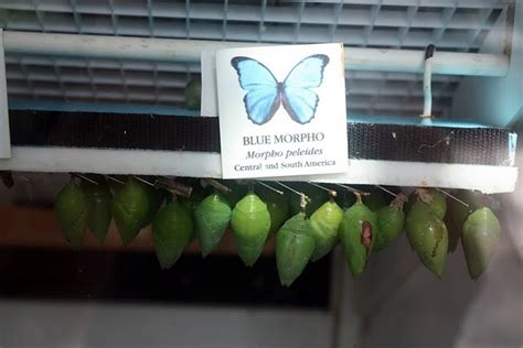 Life Through A Lens Tennessee Aquarium Butterfly Garden