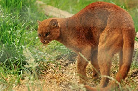 The big cats are some of the most charismatic. Belize Big Cats List - Five Beautiful Species