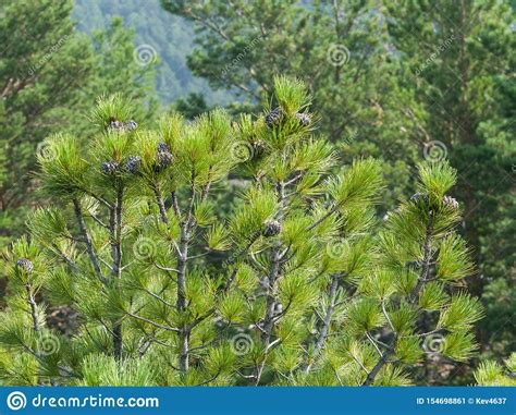 Cones Grow On The Top Branches Of The Siberian Cedar On The Background