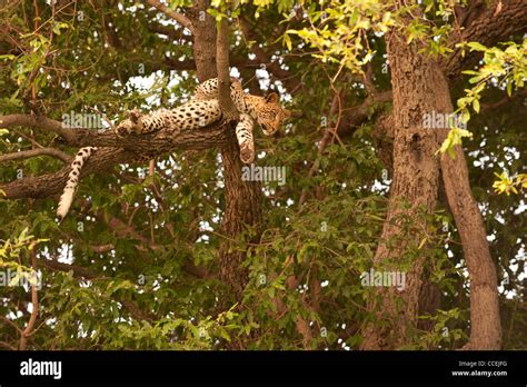 Leopard Lying In Tree Stock Photo Alamy