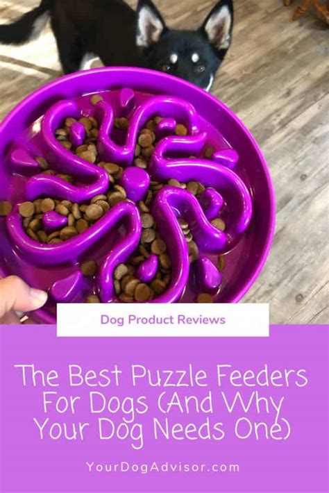 Welcome to the best puzzles & gifts! The Best Puzzle Feeders for Dogs (and Why Your Dog Needs ...