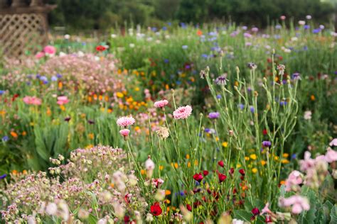 Guide To Wildflower Gardens