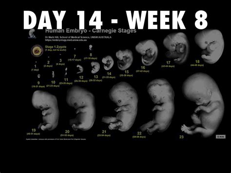 Human Embryo Development By Jimmy Golden
