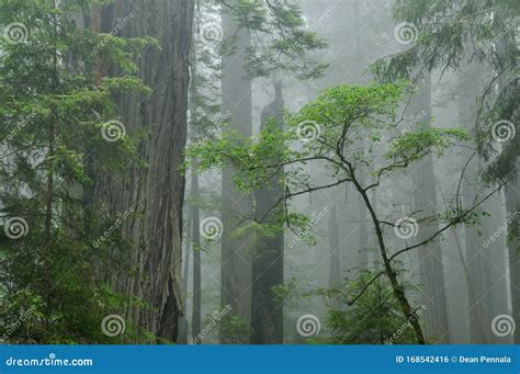 Redwood Forest In Fog Stock Photo Image Of Forest Prairie 168542416