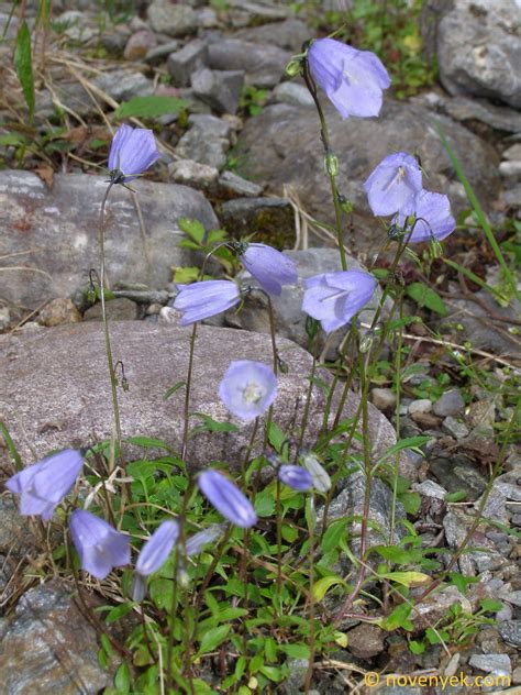 Image Collection Of Wild Vascular Plants Campanula Cochleariifolia